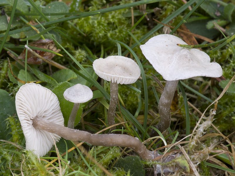 Tephrocybe platypus